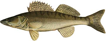 Süllő